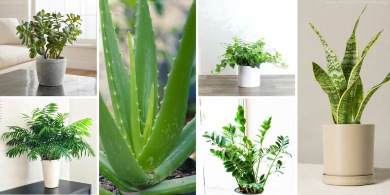 Best Low-Care Houseplants for Busy Plant Lovers