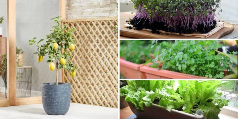 Best Edible Plants to Grow Indoors