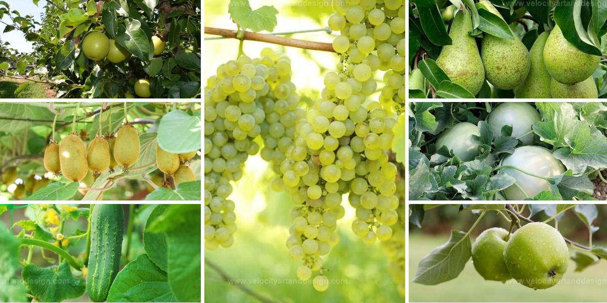 Best Green Fruits