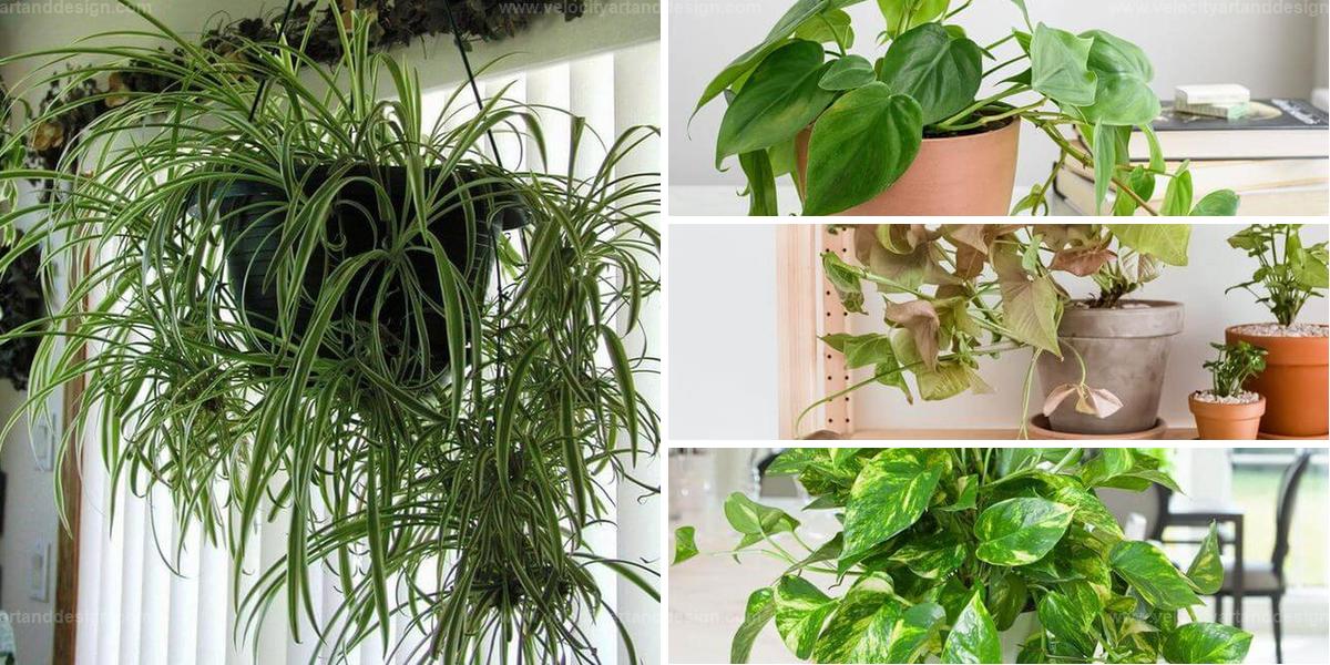 Top Quick-Growing Indoor Plants