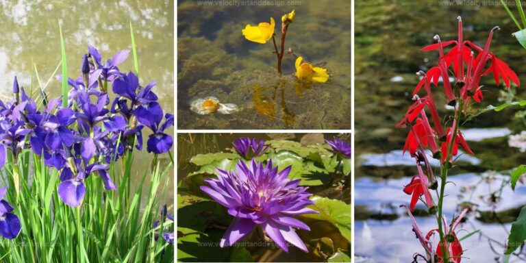 Best Aquatic Plants for Ponds