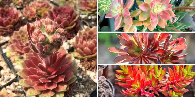 Best Red Succulents