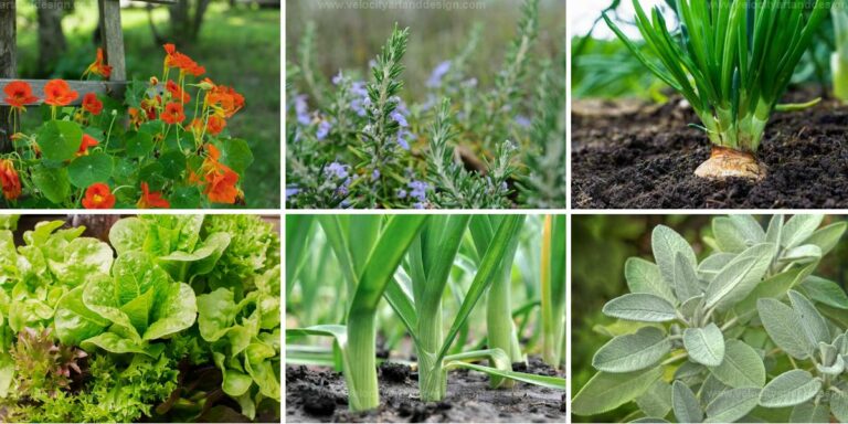 Best Companion Plants for Carrots