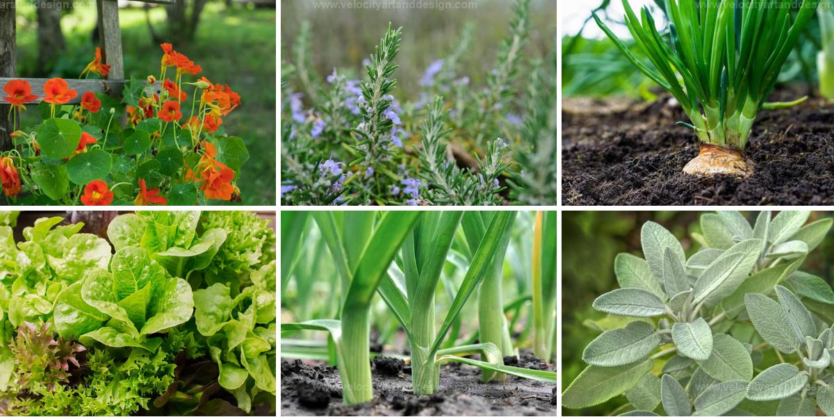 Best Companion Plants for Carrots