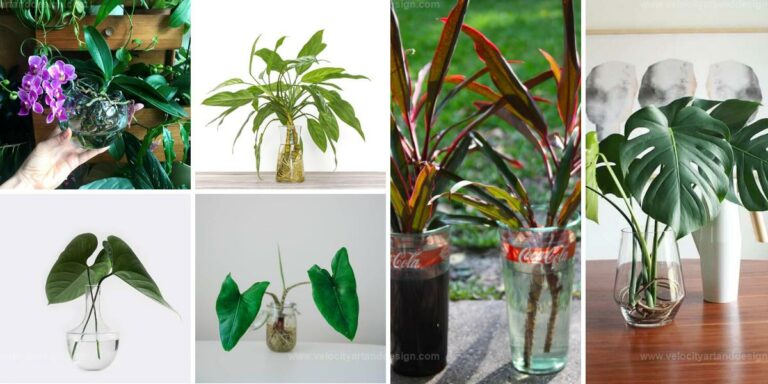 Best Houseplants To Grow In Water Vases