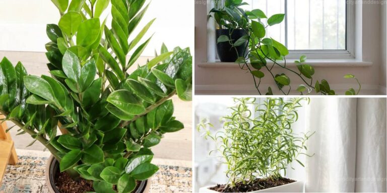 Best Easy-Care Plants