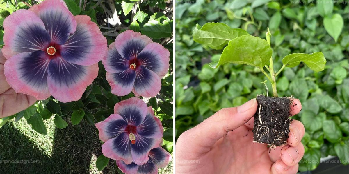 Top Beginner's Guide to Midnight Tryst Hibiscus