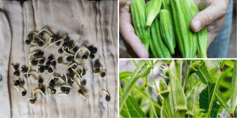 Best Guide to Growing Okra from Seed