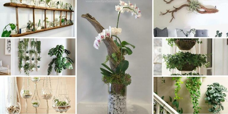 Stylish Ways to Showcase Your Houseplants