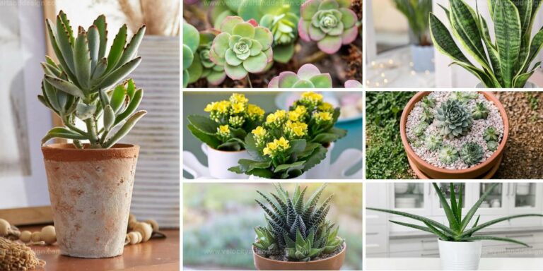 Best Indoor Succulents to Add Charm