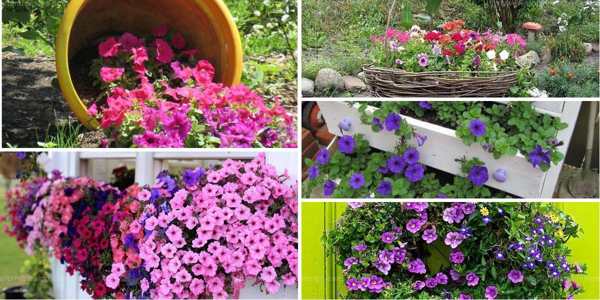 Top Things To Enjoy Petunias' Beauty