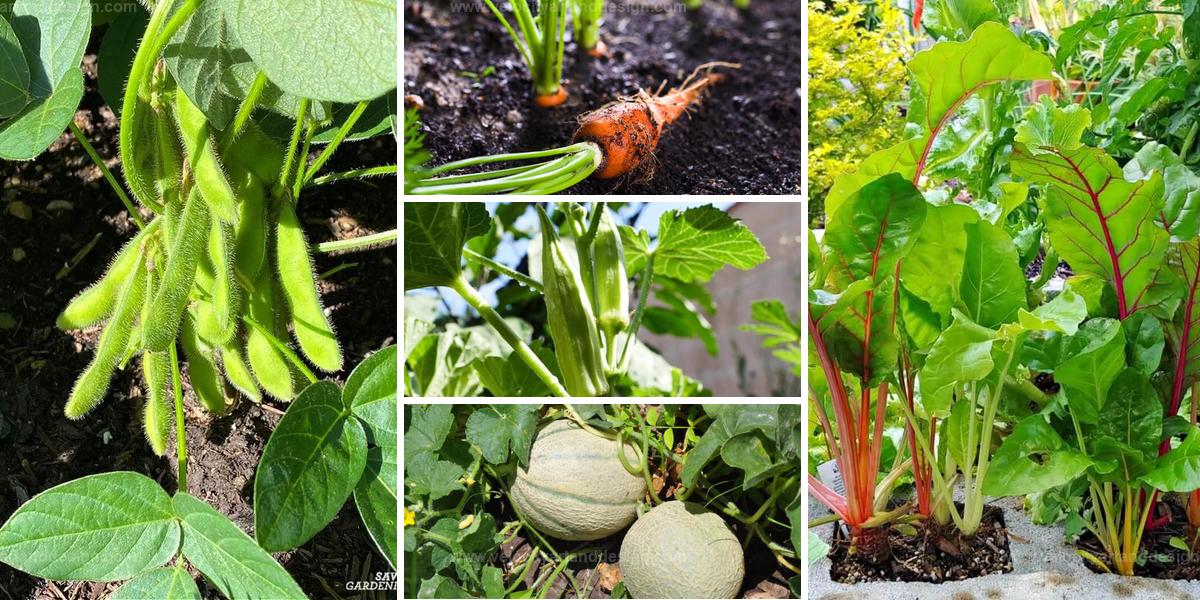 Best Vegetables From Seeds