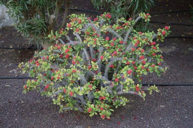 Euphorbia: A Unique Family of Plants