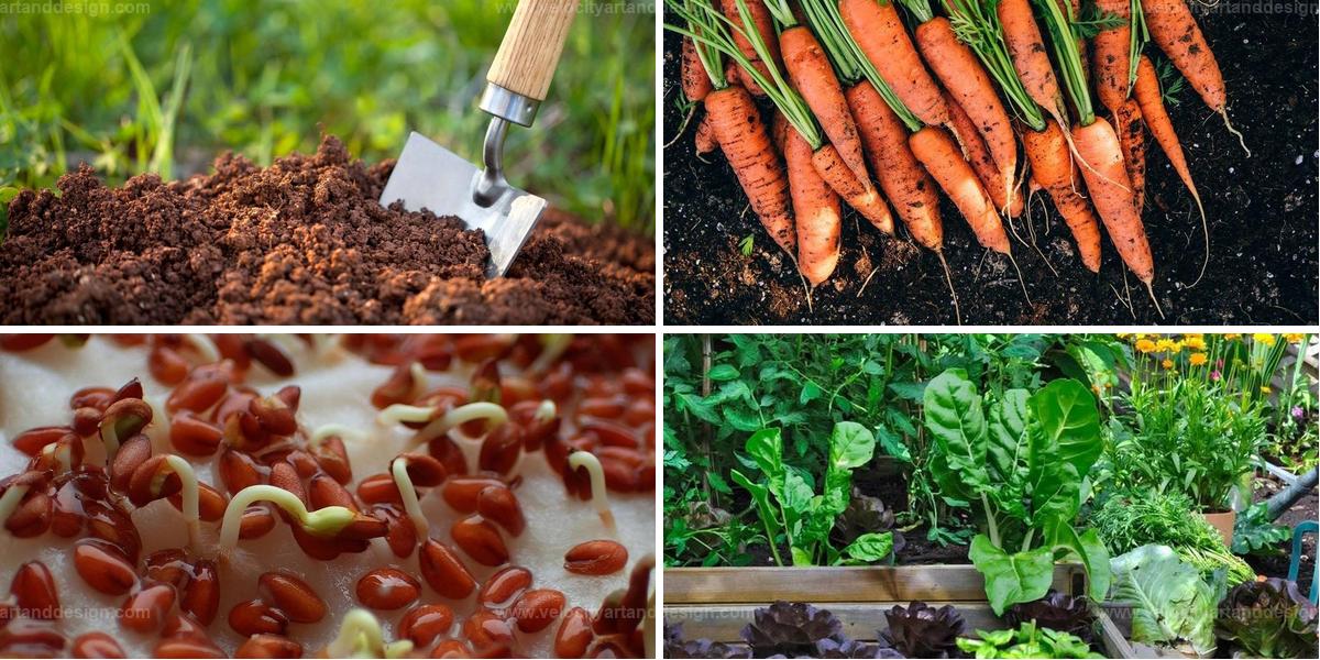 Best Carrot Juice Benefits For Your Garden