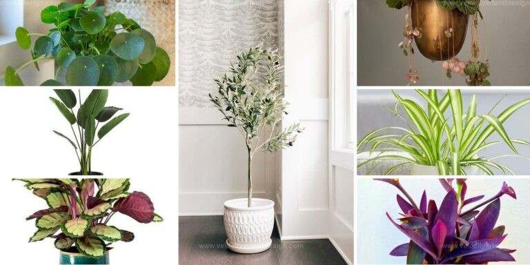 Best Indoor Plants in Stylish Vases