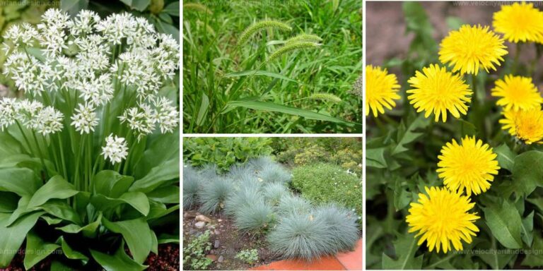 Best Weeds That Look Like Grass