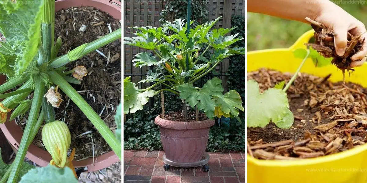 Best Tips for Potted Zucchini Success