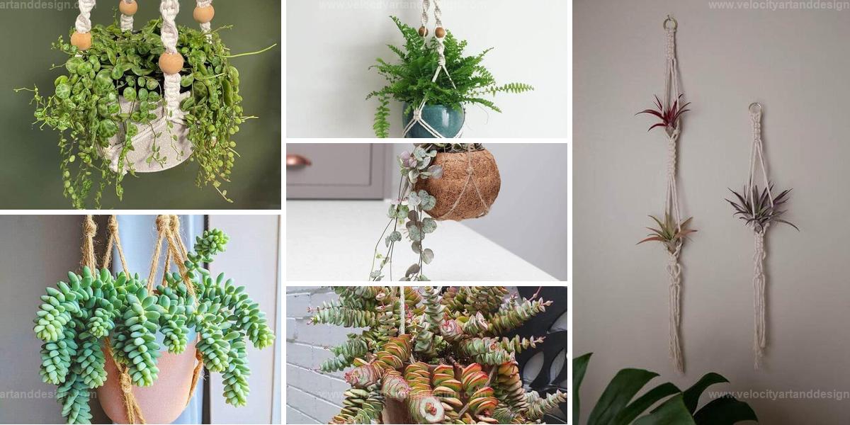 Top Houseplants for Macrame Plant Hangers