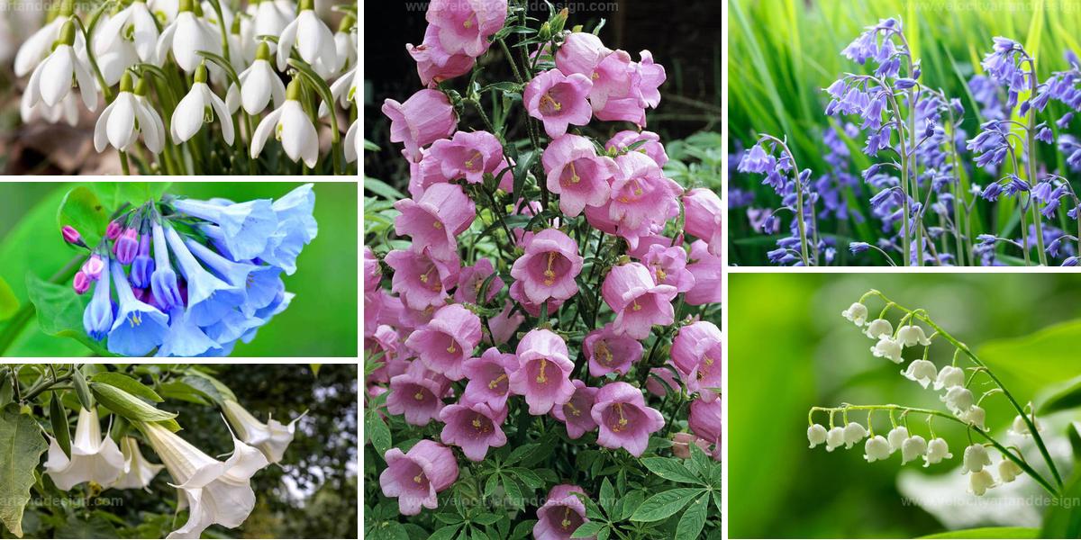 Top Bell-Shaped Flowers