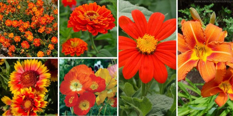 Best Orange Flowers for Summer Garden