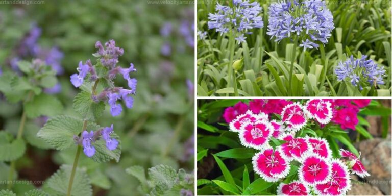 Best Insect-Repelling Flowers