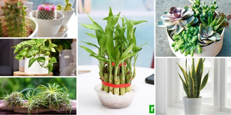 Best Low-Maintenance Office Plants