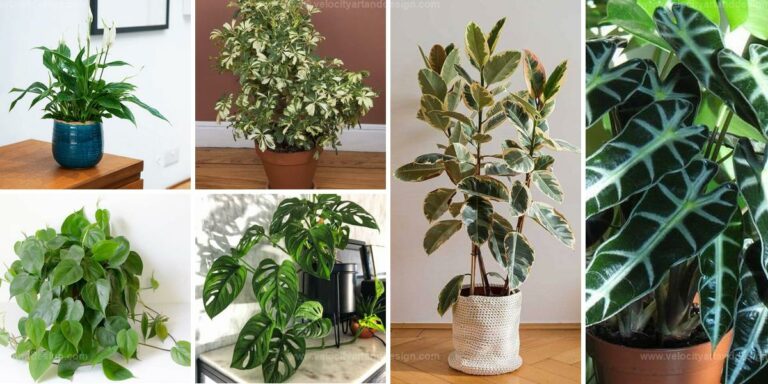 Best Plants with Waxy Leaves