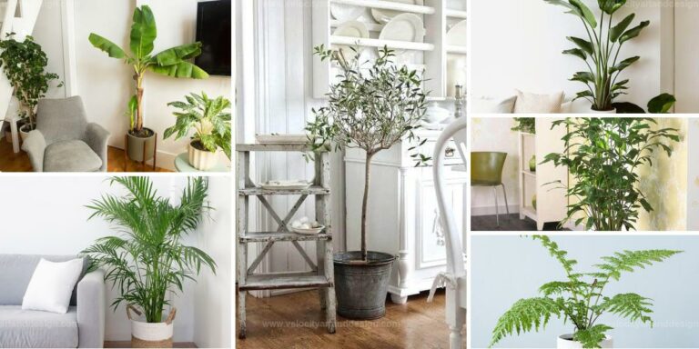 Best Ideal Trees for Your Living Space