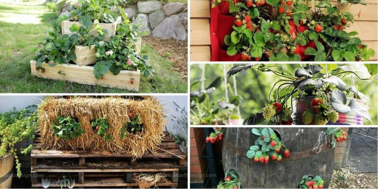 Best DIY Strawberry Planters