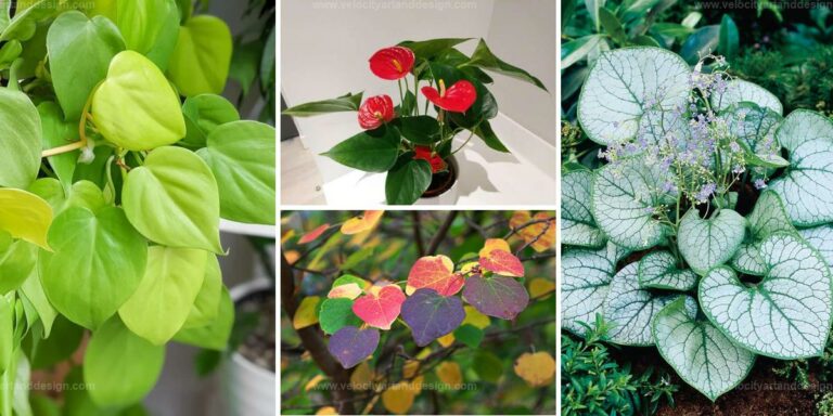 Best Heart-Shaped Leaf Plants