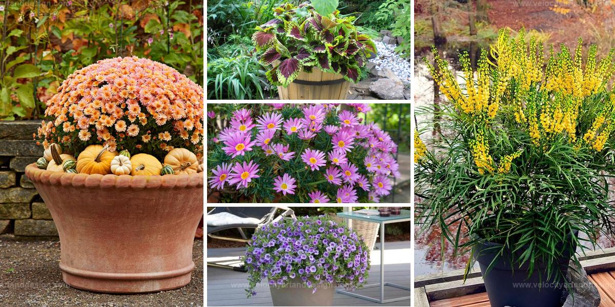 Best Fall Flowers to Brighten Your Containers