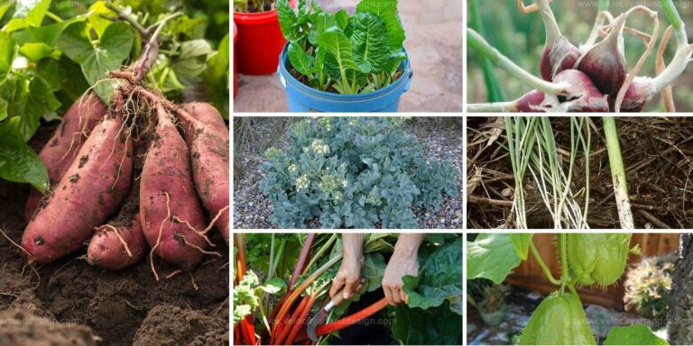 Top Nutrient-Packed Vegetables