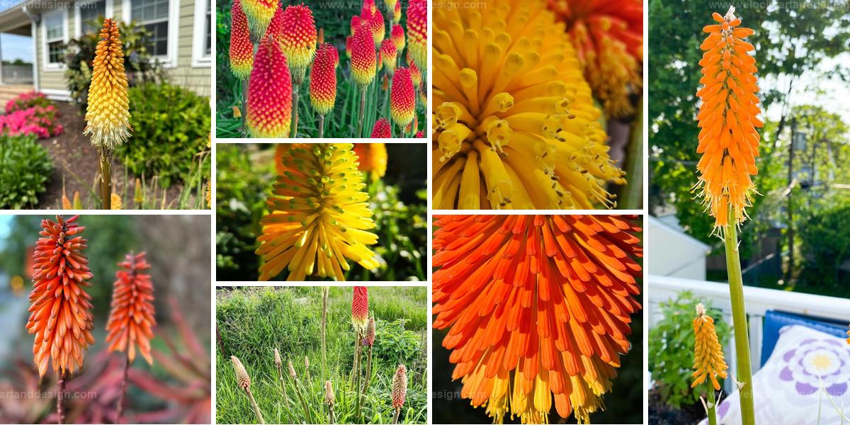 Best Guide to Growing Pyromania Red Hot Poker