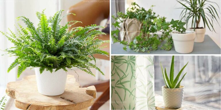 Best Therapeutic Indoor Plants for a Healthier Home