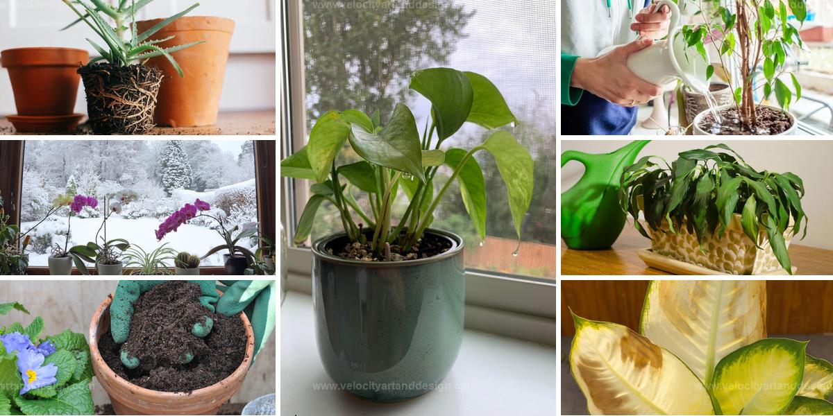 Common Indoor Plant Problems & Health Tips