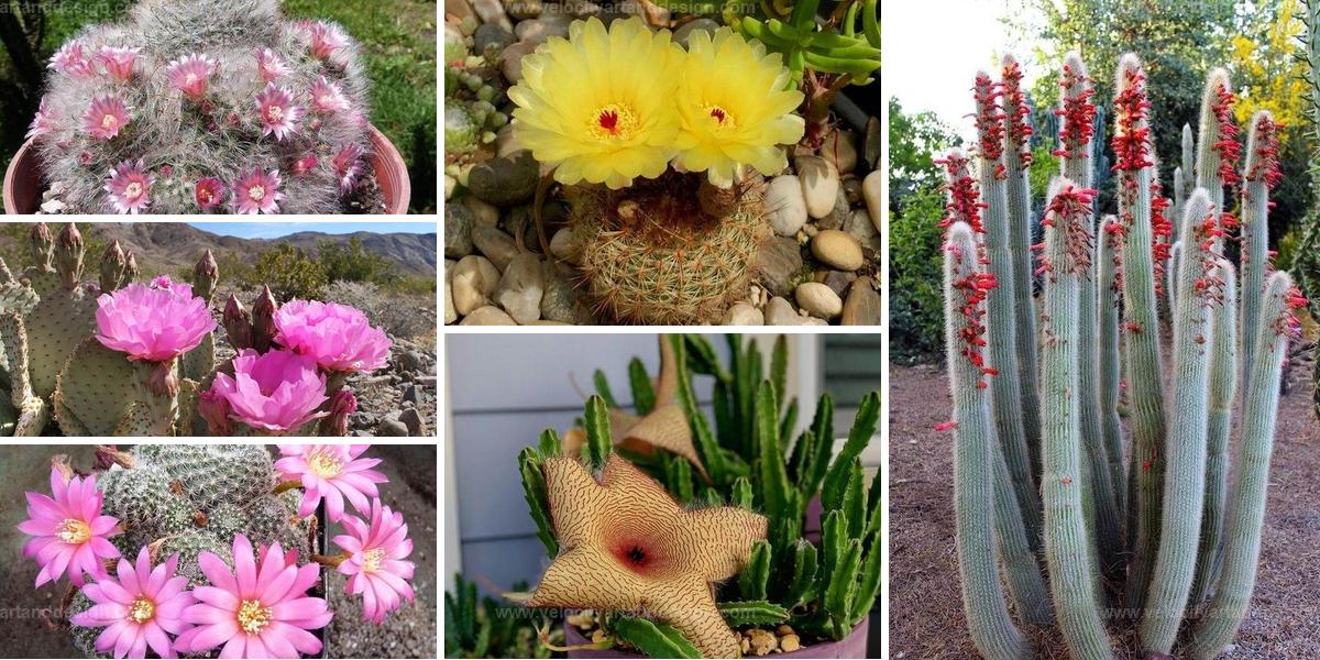 Best Flowering Cactus Ideas