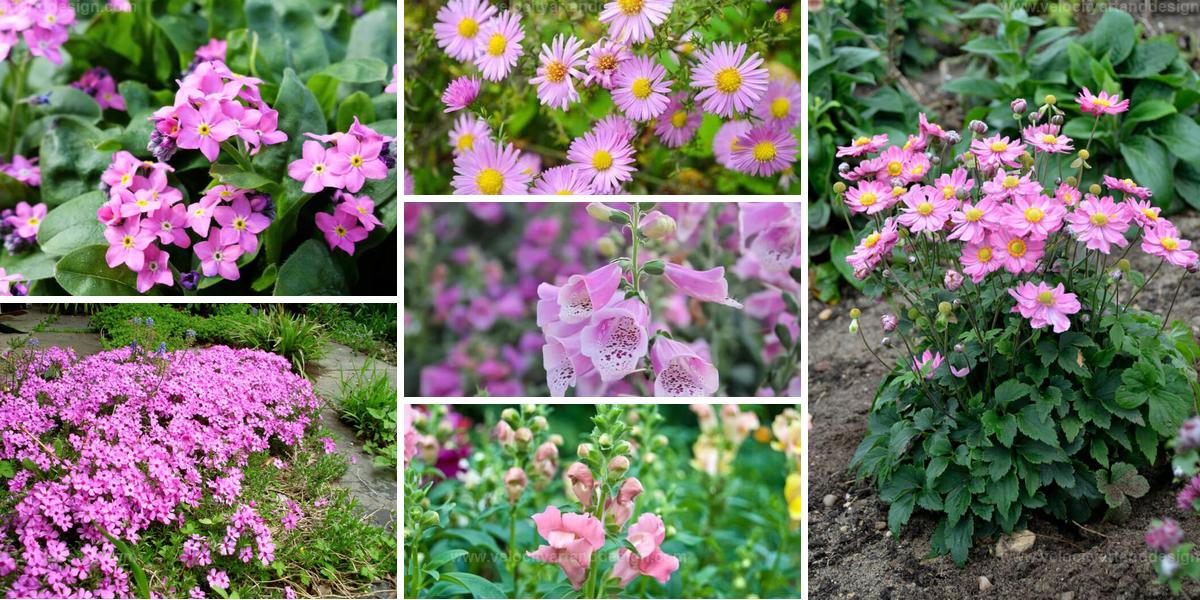 Top Blushing Pink Perennials