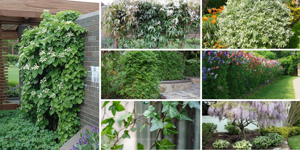 Top Flowering Vines For Garden Shade