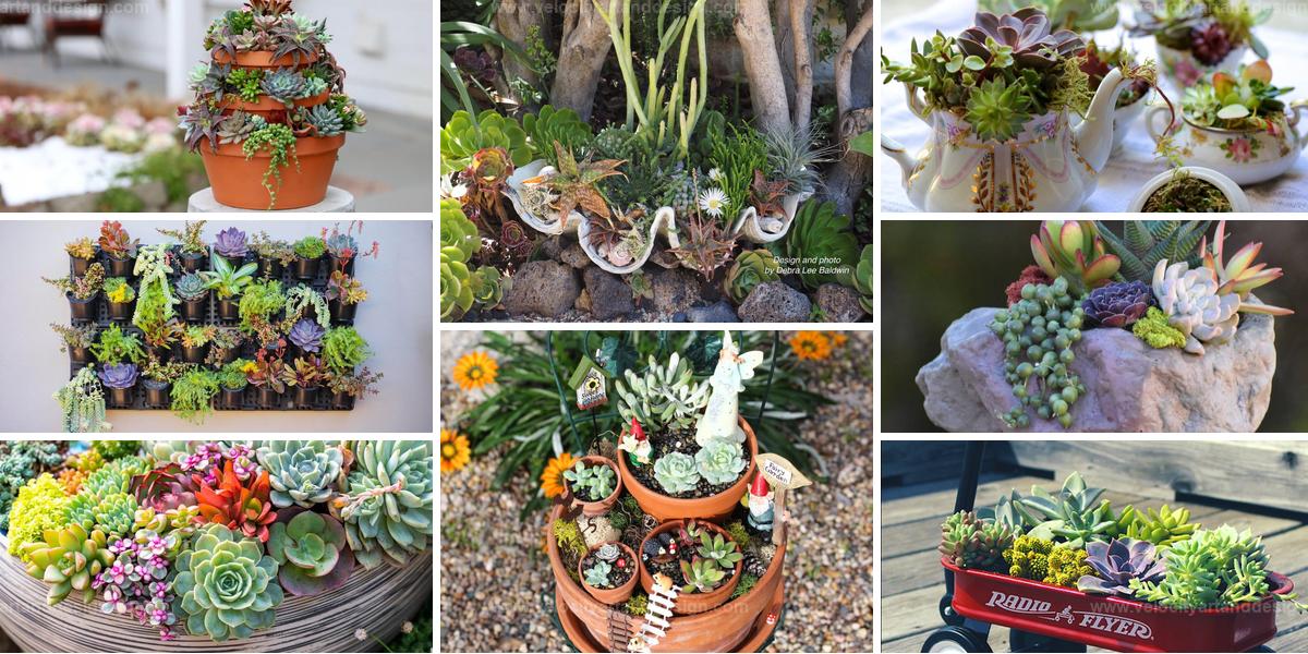 Top DIY Succulent and Cactus Displays