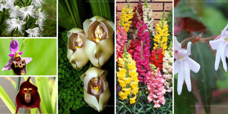 Top Extraordinary Blooms