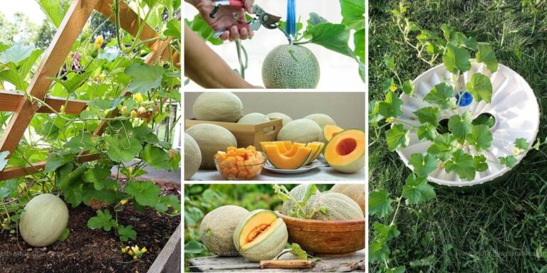 Secrets to Perfect Cantaloupes