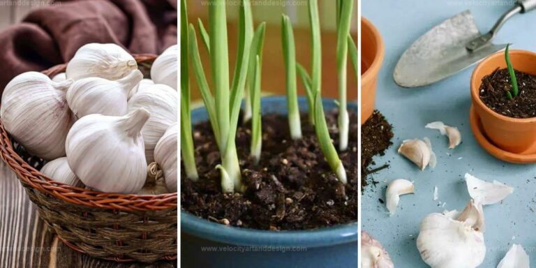 Top Ways to Grow Fresh Garlic at Home