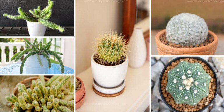 Best Indoor Cactus Plants