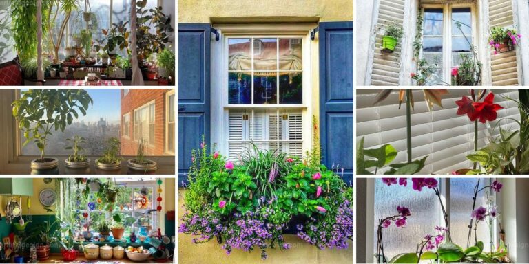 Best Window Garden Ideas for Indoor Greenery