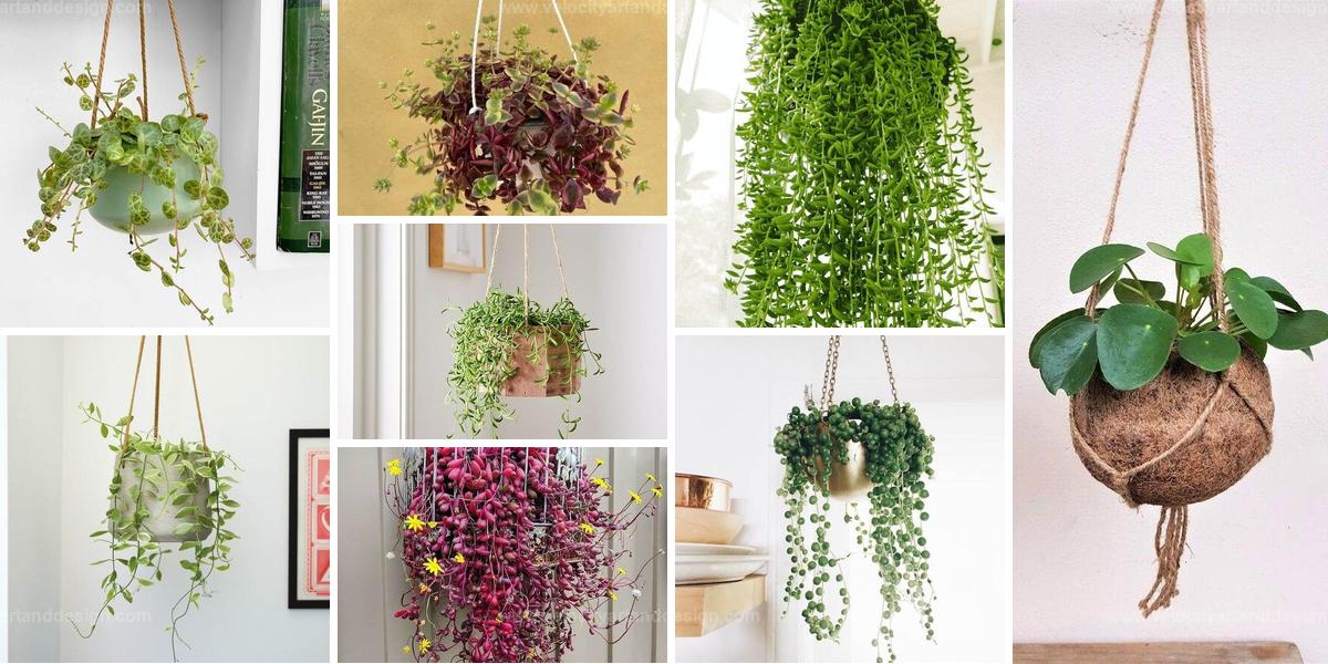 Thrilling Hanging Basket Plants