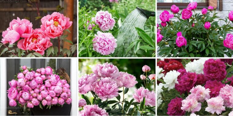 Best Peony Growing Tips