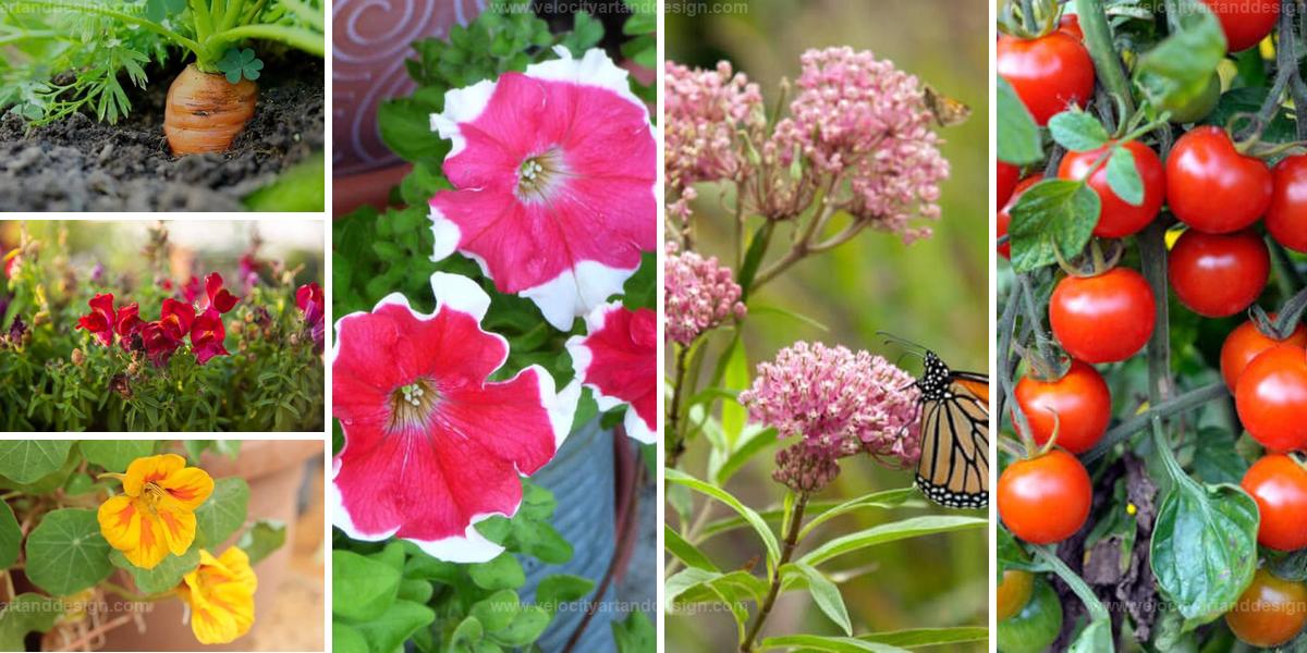 Best Kid-Friendly Plants