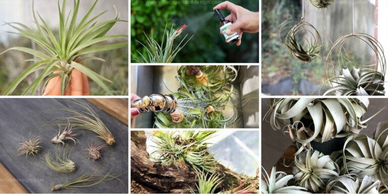 Top Crucial Tips for Thriving Air Plants