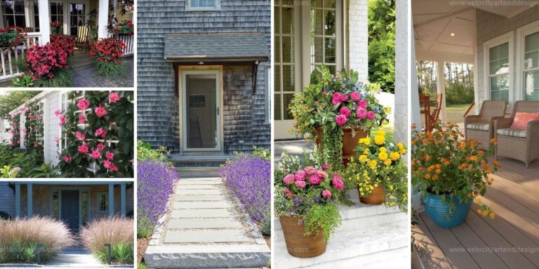 Best Plants for Patio & Porch