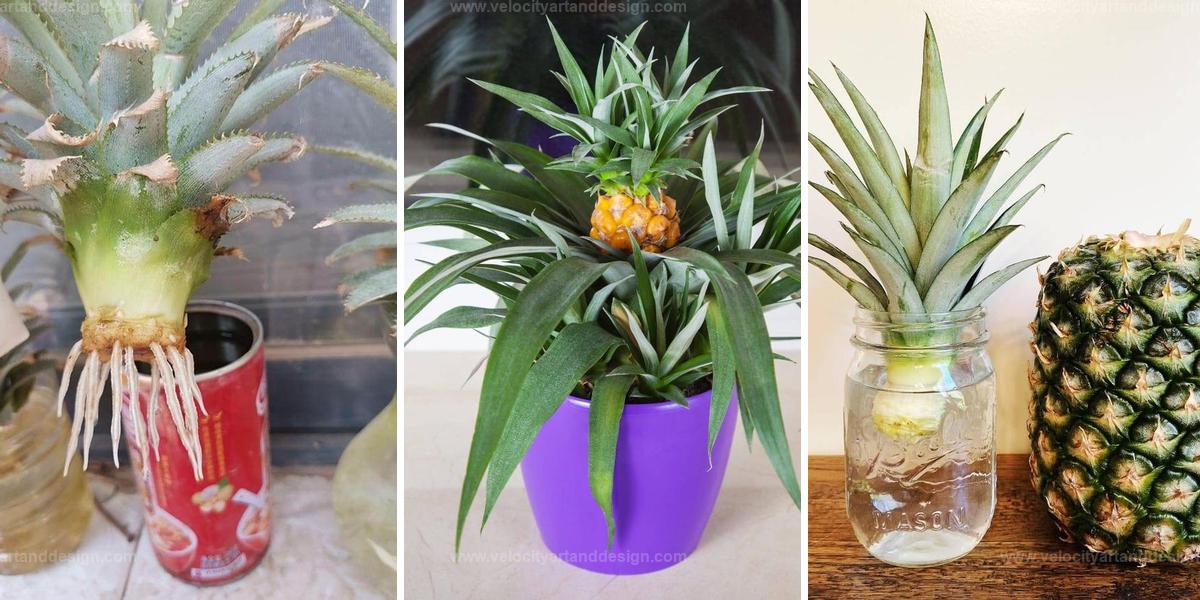 Best Guide to Growing Pineapples in Water